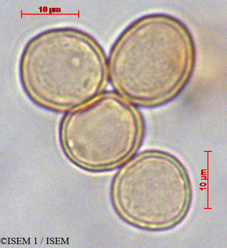 ISEM 1/Boehmeria_aspera_29144/Boehmeria_aspera_29144_0002(copy).jpg